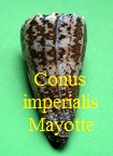 Conus imperialis Mayotte